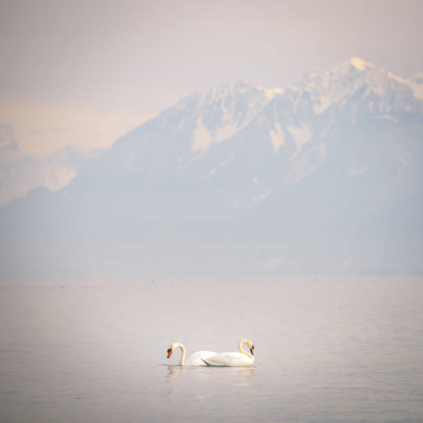 istock castle chillon and lake geneva 1042691768