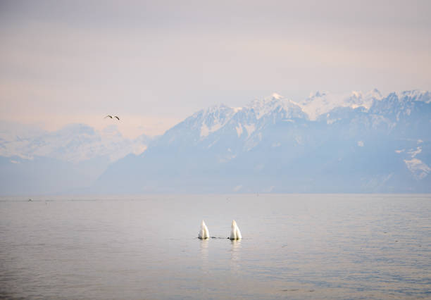 castle chillon and swan in lake geneva，good peaceful morning, nice sunrise, long exposure.