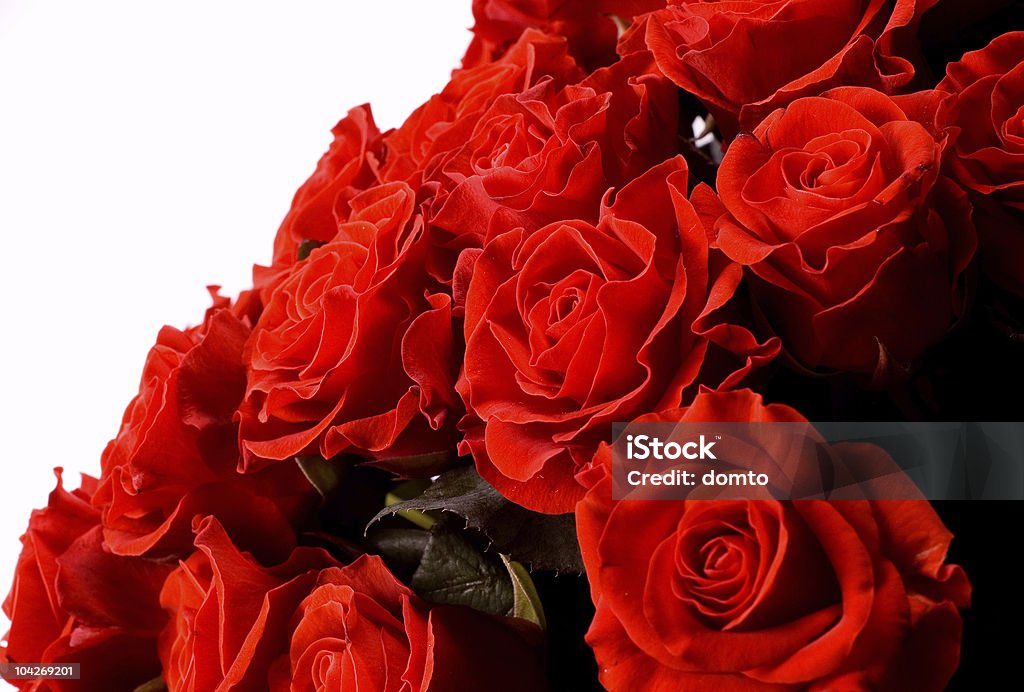 roses rouges - Photo de Amour libre de droits