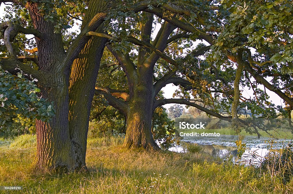 Alten Bäume - Lizenzfrei Bialowieza-Waldgebiet Stock-Foto