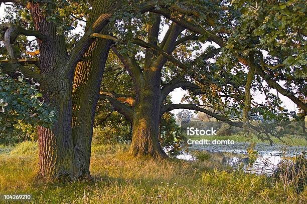 Alten Bäume Stockfoto und mehr Bilder von Bialowieza-Waldgebiet - Bialowieza-Waldgebiet, Wald, Alt