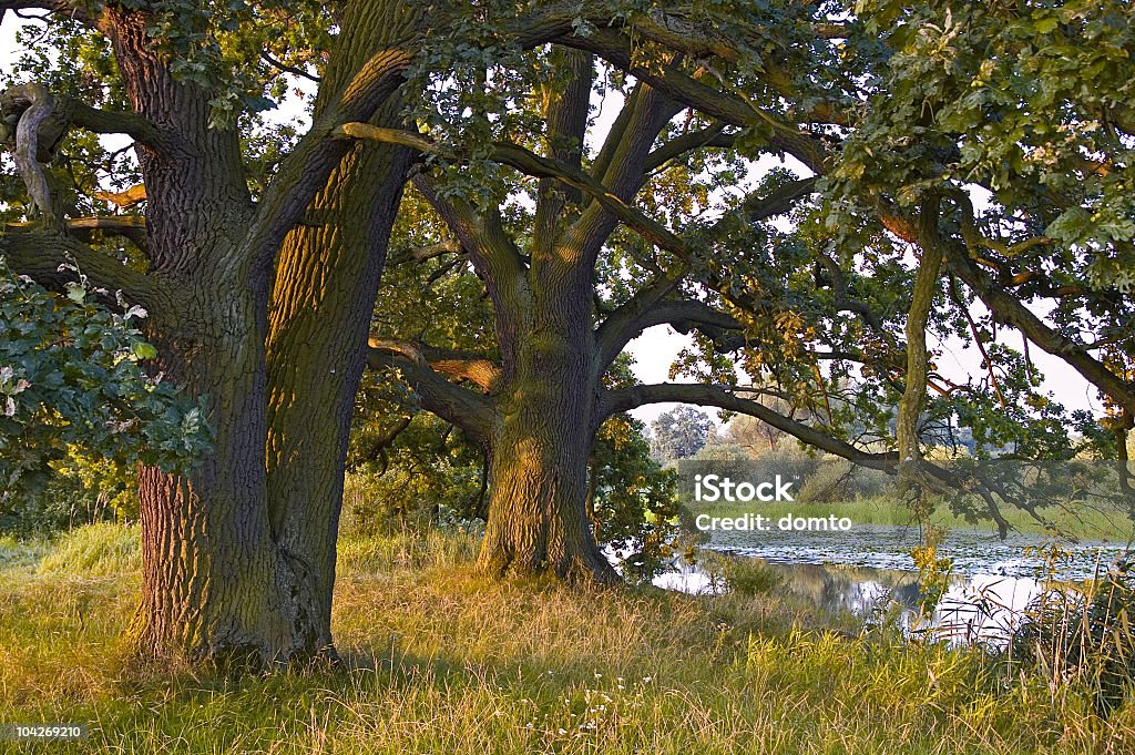 늙음 나무 - 로열티 프리 비아워비에자 숲 스톡 사진