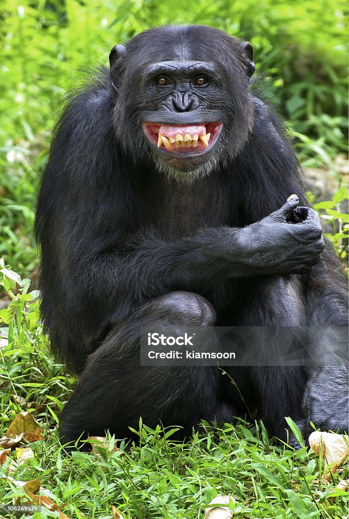 Lächeln - Lizenzfrei Menschenaffe Stock-Foto