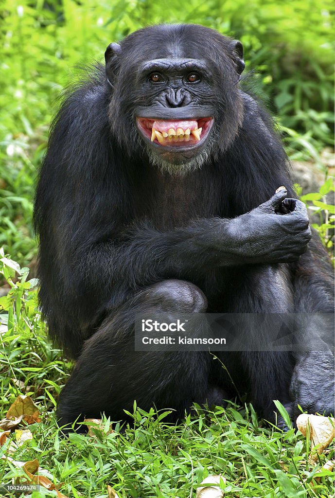 Sonrisa - Foto de stock de Simio libre de derechos