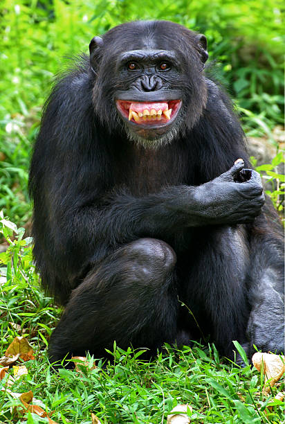 sonrisa - chimpancé fotografías e imágenes de stock