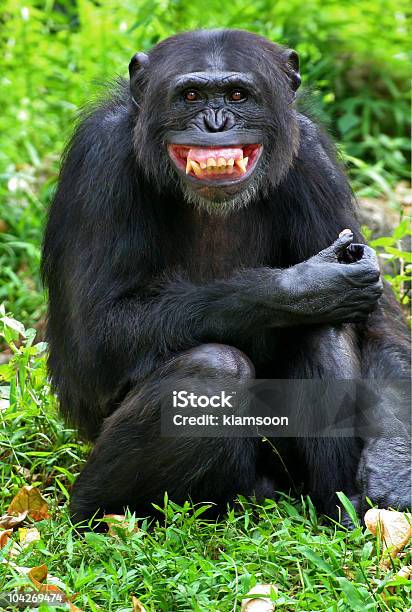 Sonrisa Foto de stock y más banco de imágenes de Simio - Simio, Chimpancé, Sonreír