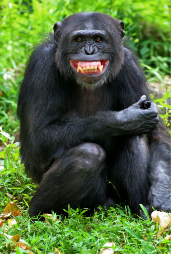 Chimp having a goog laugh in the tree tops