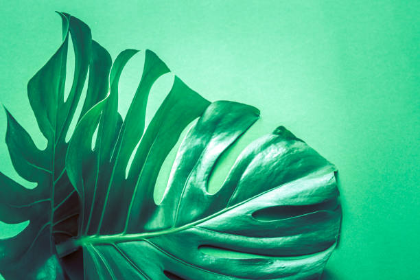 istock monster leaves on a green background 1042695666