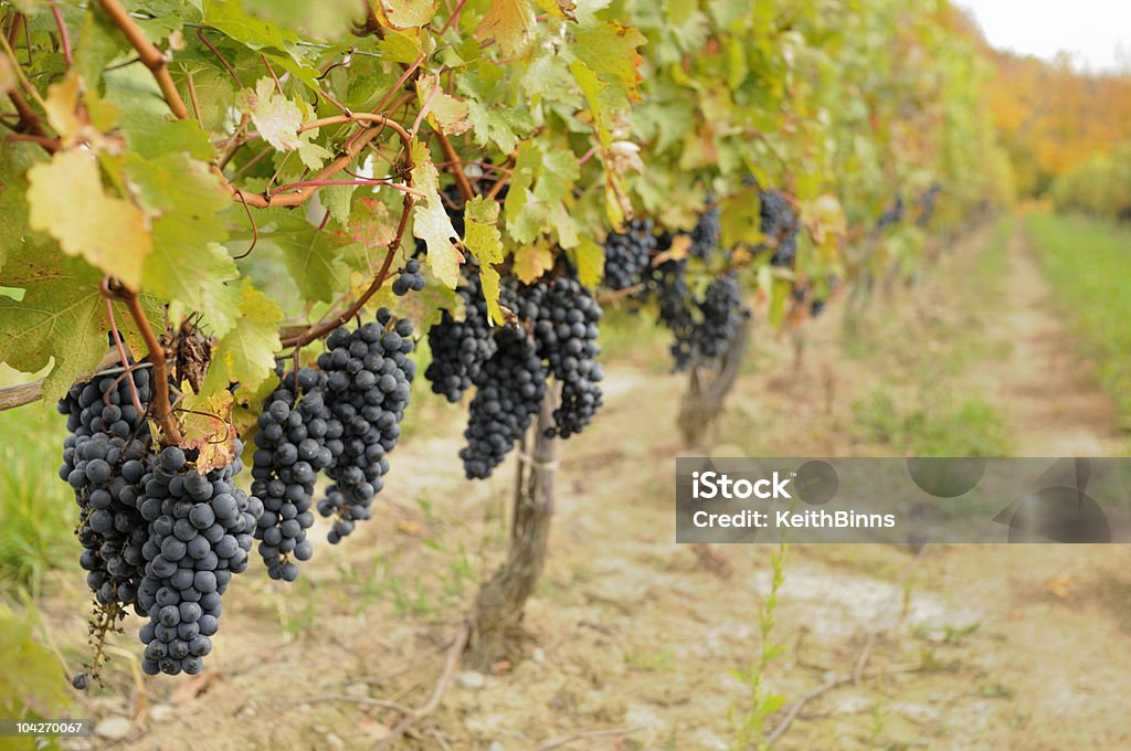 Vineyard  Grape Stock Photo