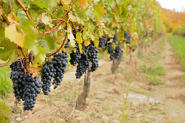 winnica - agriculture purple vine grape leaf zdjęcia i obrazy z banku zdjęć