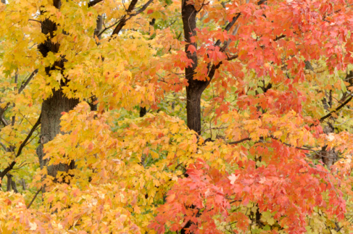 branches of the red and orange maple tree leaves in the autumn season, sunny day, close-up view in selective focus. autumn colorful red maple leaf under the maple tree.