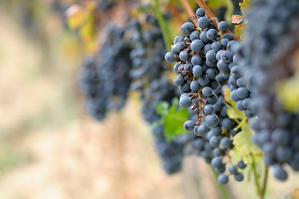 uvas canadiano - napa valley vineyard autumn california imagens e fotografias de stock