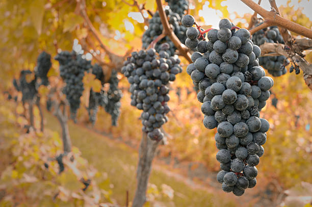 jesień winogrona - napa valley vineyard autumn california zdjęcia i obrazy z banku zdjęć