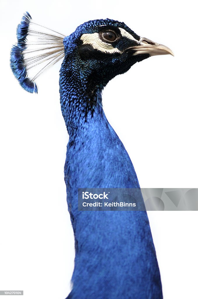 Close-up of a blue peacock's head against a white background A beautiful male peacock. Adobe RGB color profile. Peacock Stock Photo