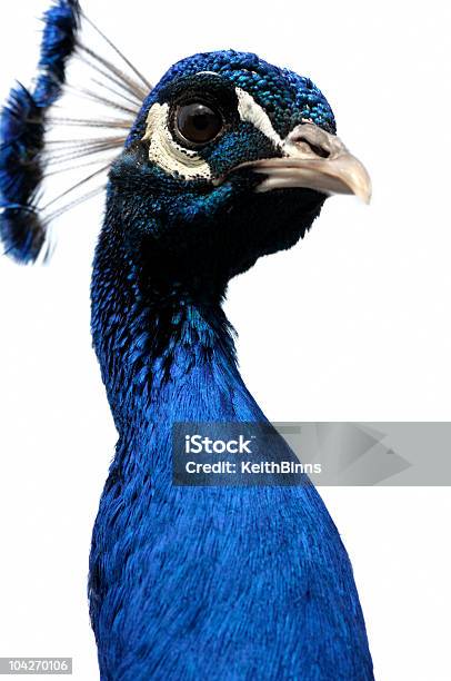 Peacock Stock Photo - Download Image Now - White Background, Peacock, Animal