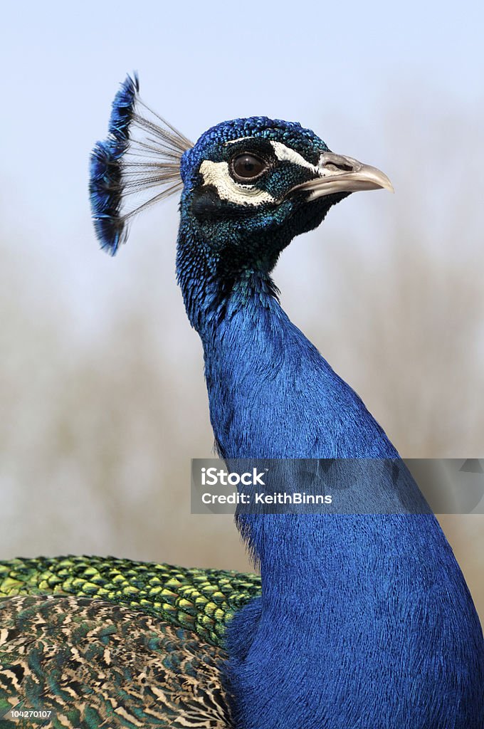 Peacock  Animal Stock Photo