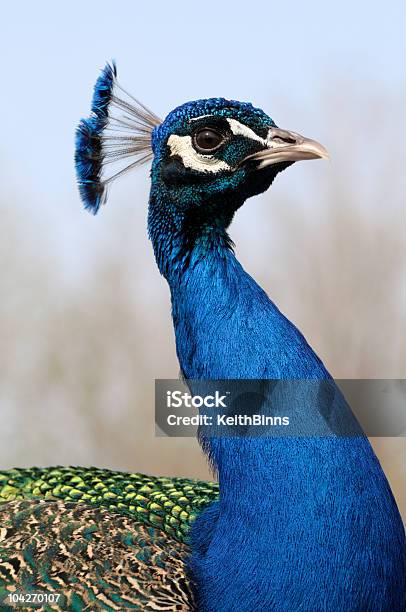 Peacock Stock Photo - Download Image Now - Animal, Animal Head, Animal Neck