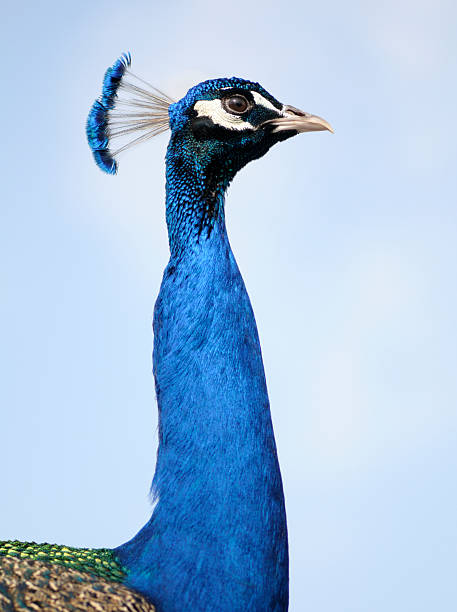Peacock Neck  bird of paradise bird stock pictures, royalty-free photos & images
