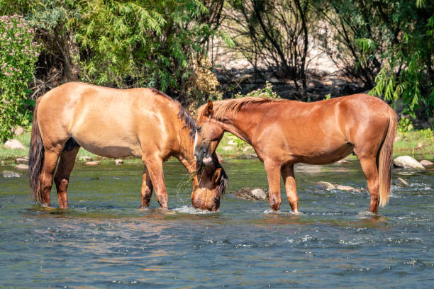 Wild Horses Along the Salt River in the Aizona Tonto National Forest A band of wild horses grazing on grass that grows in the Salt River that flows through the Tonto National Forest near Phoenix AZ. salt river photos stock pictures, royalty-free photos & images