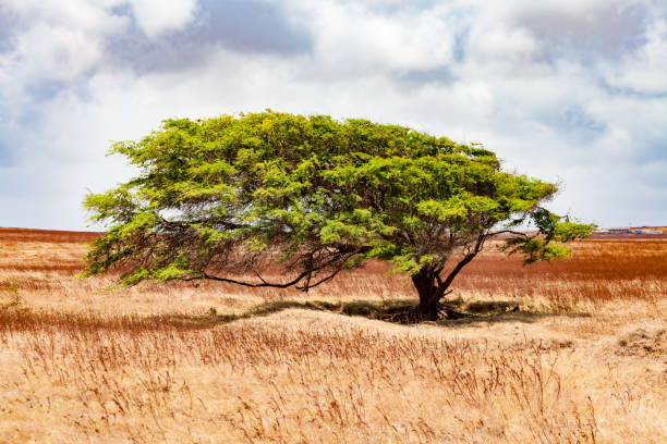 wind-shaped solitary tree near south point big island, hawaii - trade winds imagens e fotografias de stock