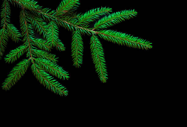 Nature Background with fresh fir tree branches