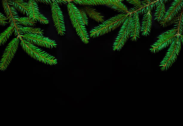 istock Nature Background with fresh fir tree branches 1042709312