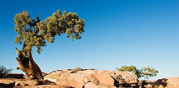 Juniper Tree  juniper tree juniperus osteosperma stock pictures, royalty-free photos & images