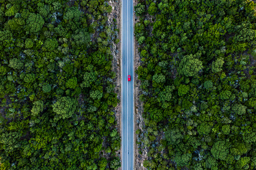 Vista aérea de un coche rojo que corre a lo largo de un camino flanqueado por un bosque verde. photo