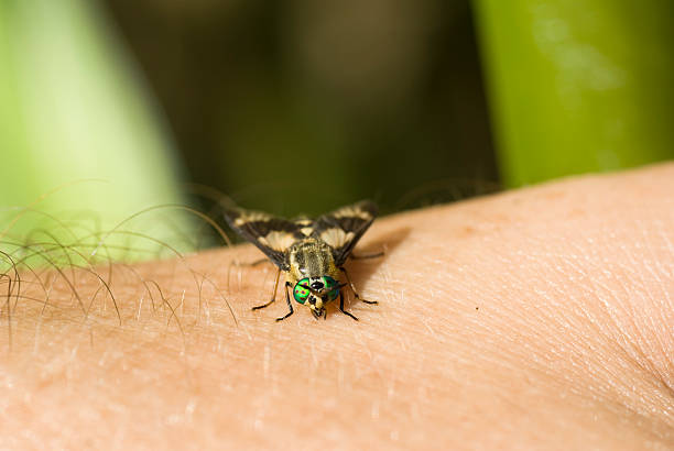 horsefly - horse fly foto e immagini stock