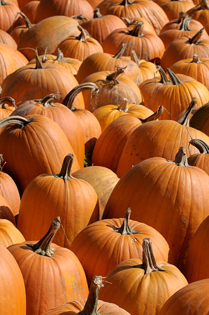 istock Heaps of Pumpkins! 104271348