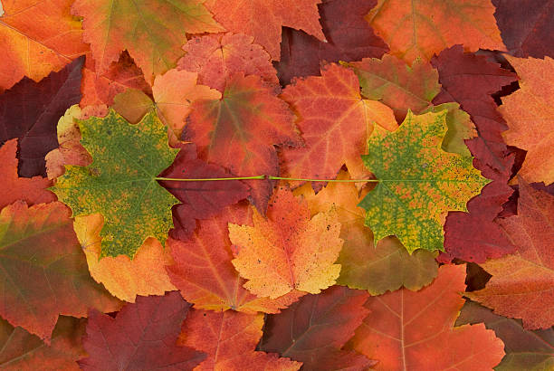 istock leaf of autumn 104271372