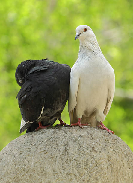 istock two wild pigeons sitting on a stone ball 104272288