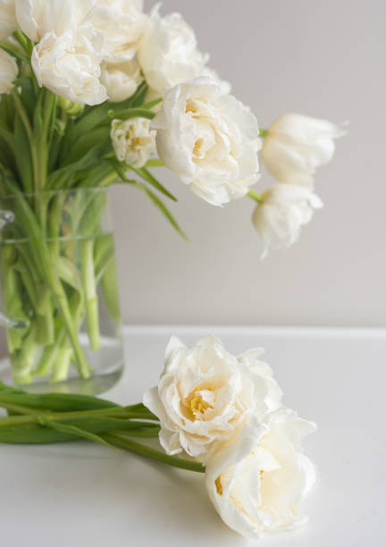istock Close up of white double tulips on table 1042737882