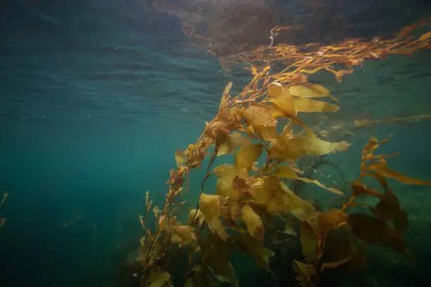 Photo of Seaweed underwater in Pacific Ocean