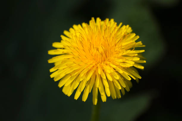 istock wild dandelion flower close up 1042741170