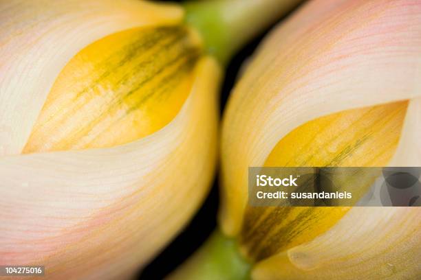 Toque Em - Fotografias de stock e mais imagens de Amarelo - Amarelo, Arranjo de flores, Beleza natural