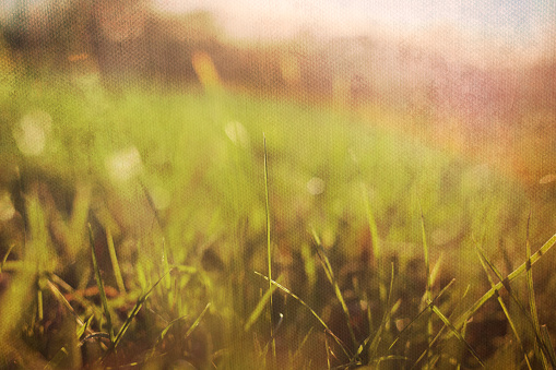 blade of green grass background with dark vignette borders