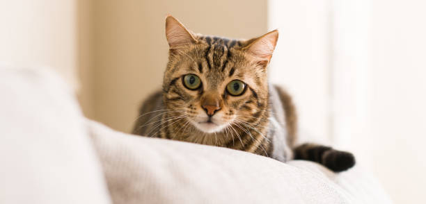 lindo gatinho gato animais domésticos em casa - domestic cat gray kitten paw - fotografias e filmes do acervo