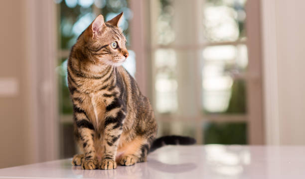 lindo gatinho gato animais domésticos em casa - domestic cat gray kitten paw - fotografias e filmes do acervo