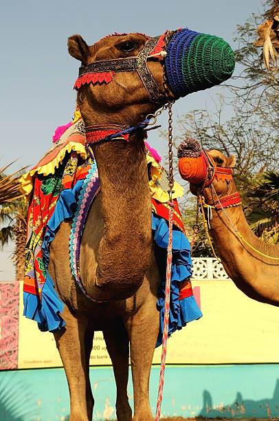 istock colorful camels 104275484