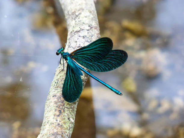 istock Blue dragonfly sitting on a tree branch 1042756186