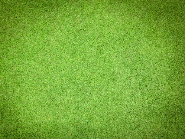 istock Natural grass texture pattern background golf course turf lawn from top view in bright yellow green color 1042756622