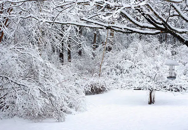 Photo of Snow Scene