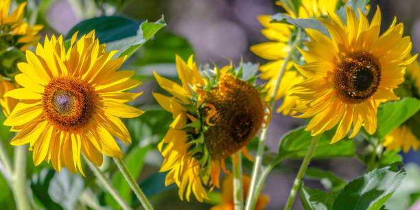 istock Vibrant sunflowers blooming in the sunlight 1042766032