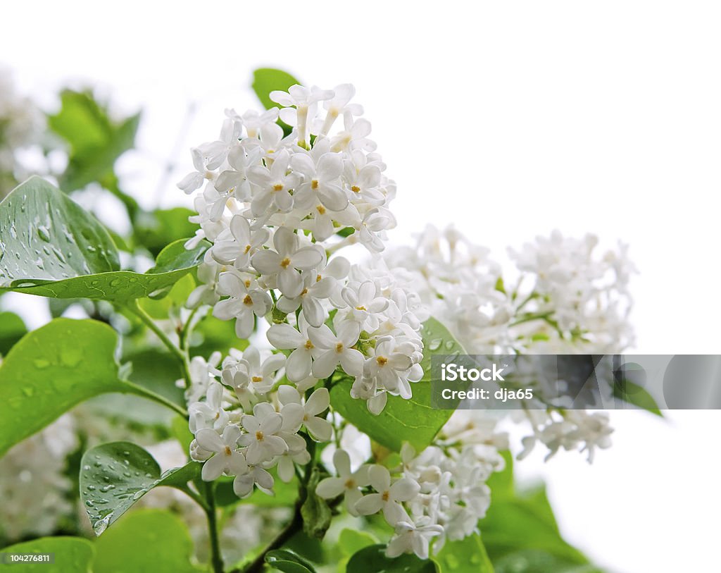 White Flieder - Lizenzfrei Baum Stock-Foto