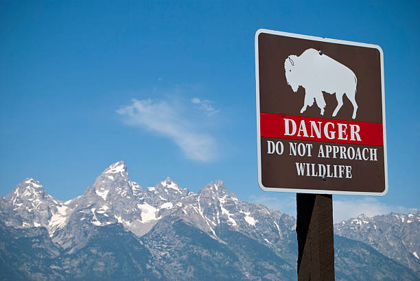 istock Do not approach wildlife road sign 104276989
