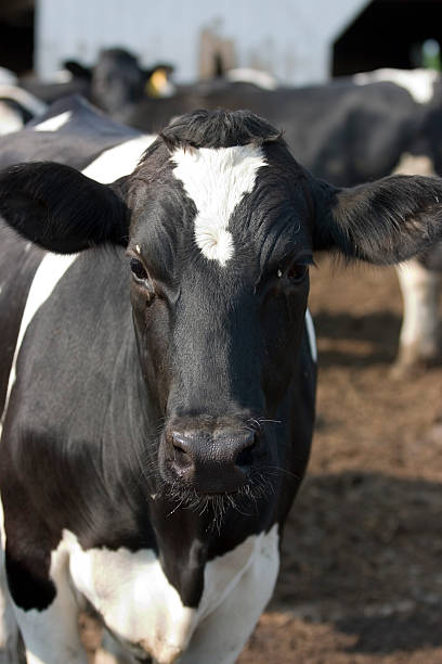 holstein vaca olhos abertos - yingyang imagens e fotografias de stock