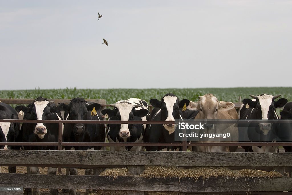 Krowy Lined do żywienia - Zbiór zdjęć royalty-free (Bez ludzi)