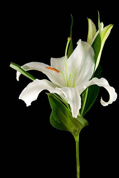 istock Casablanca Lily 104277397
