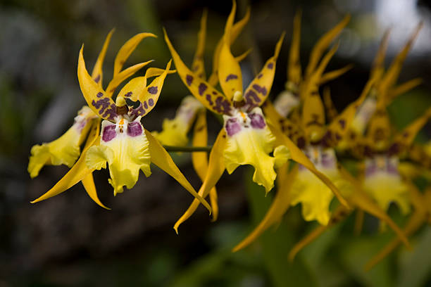 vanda orquídea - yingyang imagens e fotografias de stock